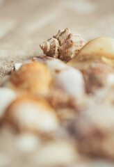Seashell on the beach. The focus is on the seashell, the other seashells are blurred.
