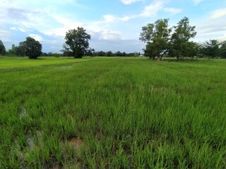 Fototapeta premium grass and sky