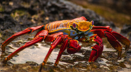 crab on the beach in galapagos