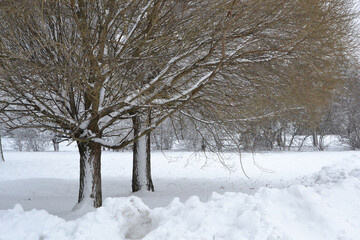 Scenic view of frozen trees on snow covered landscape. Snow And Trees.