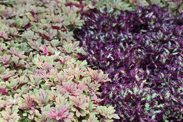 Coleus plant green and purple colorful leaves beautiful in nature background