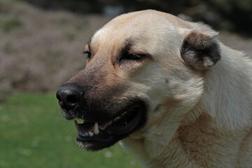 Turkish kangal dog. Turkish national shepherd dog.