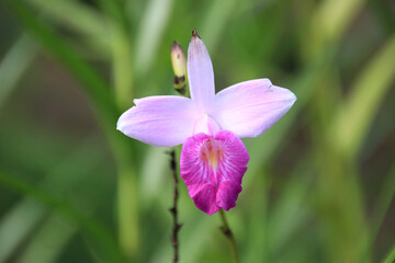Fototapeta premium pink white flower in Costa Rica between green plants