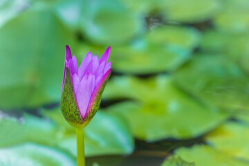 Beautiful blue and purple lotus with green leaves blooming in the pond. In Asia, lotus flowers are the auspicious thing.