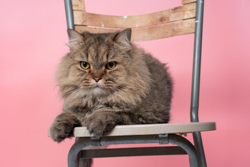 persian cat gray color squat on chair with pink background