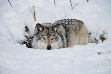 Eastern Gray Wolf In Snow.