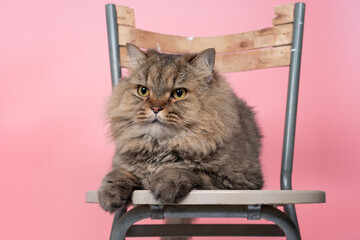 persian cat gray color squat on chair with pink background