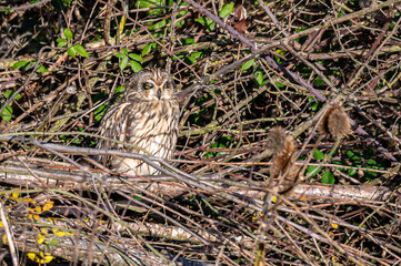 Short-eared owl, asio flammeus, roost in winter trees, Waltham Abbey, Essex, UK