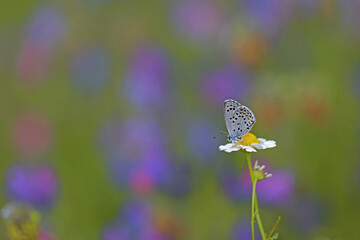 Bavius Blue butterfly / Rubrapterus bavius