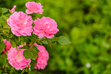 Naklejka na ściany i meble Roses in the garden. Flowering plants. Summer fragrant romantic Flowers.