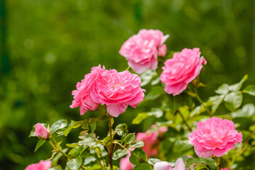 Obraz premium Roses in the garden. Flowering plants. Summer fragrant romantic Flowers.