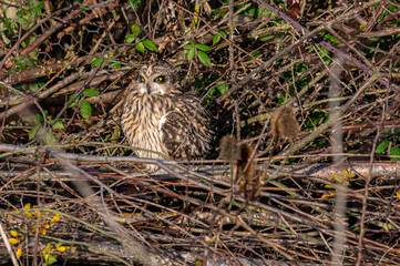 Short-eared owl, asio flammeus, roost in winter trees, Waltham Abbey, Essex, UK