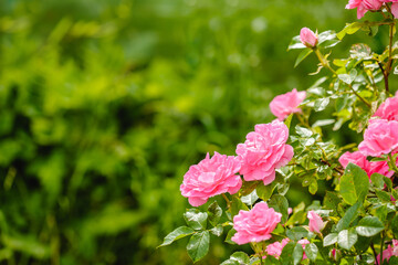 Roses in the garden. Flowering plants. Summer fragrant romantic Flowers.