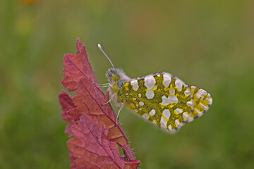 Mountain Oyklösi butterfly / Euchloe ausonia