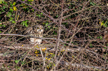 Short-eared owl, asio flammeus, roost in winter trees, Waltham Abbey, Essex, UK