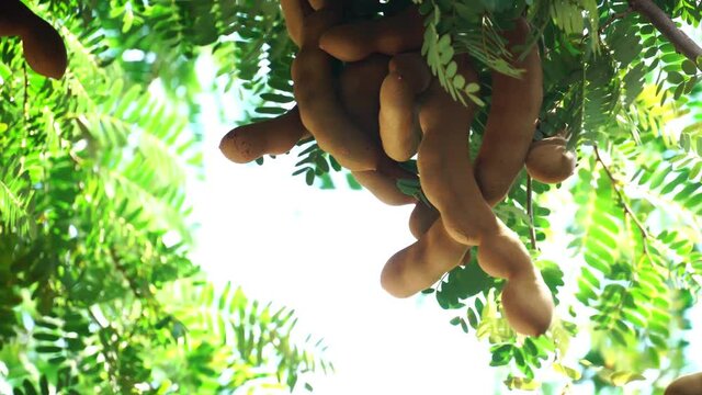 Tamarind fruit pods drop from the tree in abundance.