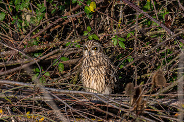 Short-eared owl, asio flammeus, roost in winter trees, Waltham Abbey, Essex, UK