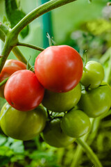 Tomatoes in the greenhouse. Harvest tomatoes in the farm garden. Fresh vegetables from the garden.