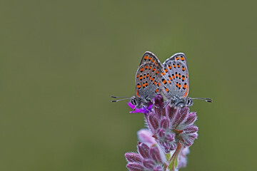Akbes Weasel ring / Tomares nesimachus