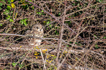 Short-eared owl, asio flammeus, roost in winter trees, Waltham Abbey, Essex, UK