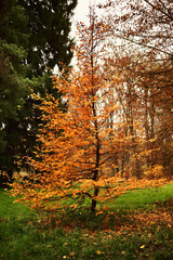 Obraz premium Autumn deciduous trees in the forest at sunset.