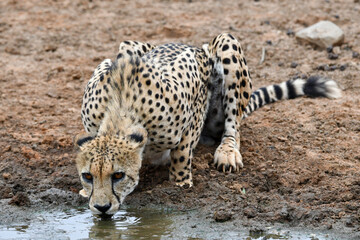 cheetah drinking from a desert pond