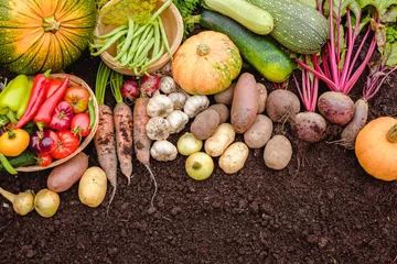 Gordijnen Harvest vegetables on the ground. Potatoes, carrots, beets, peppers, tomatoes, cucumbers, beans, pumpkin, onions and garlic. Autumn harvest farmers © Miramiska
