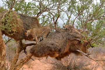 cheetahs on top of a socialble bird nests
