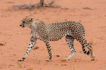 cheetah walking on desert sand