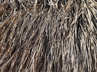 the roof covered with dry palm leaves  building material for thatched roofs