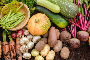 Harvest vegetables on the ground. Potatoes, carrots, beets, peppers, tomatoes, cucumbers, beans, pumpkin, onions and garlic. Autumn harvest farmers