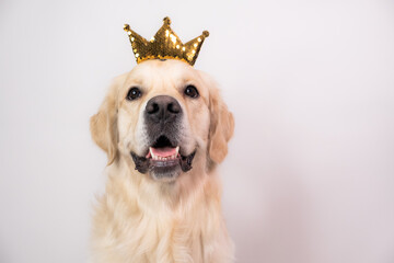 The dog on a white background looks into the camera. Portrait of a golden retriever wearing a crown