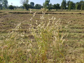 The grass field swayed with the wind in the middle of the field.