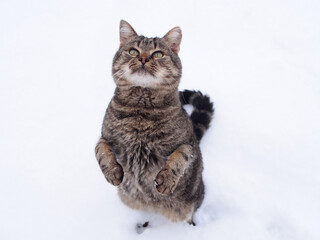 Cat on the hind legs against the background of snow, top view