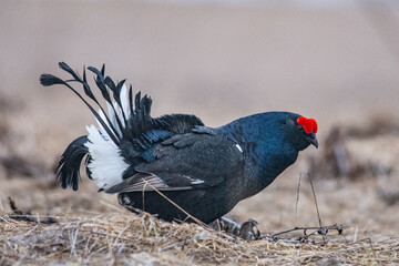 Black grouse in the nature