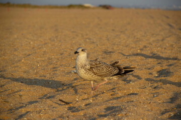 animal, beach, bird, bird on the beach, bird on the sand, black sea, nature