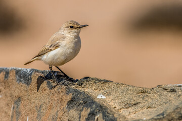 Marico Flycatcher on a rock in the Moon Valley near Swakopmund in Namibia