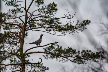 Black grouse in the nature