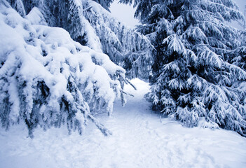 Trail in winter forest in the mountains covered with snow