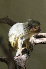 südliche_Zwergmeerkatze