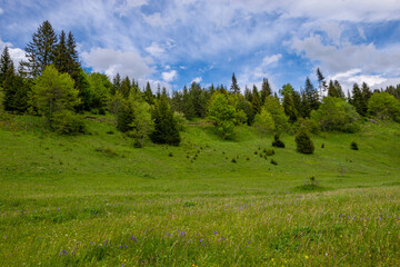Fototapeta premium Mountain field surrounded by pine trees