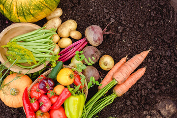 Harvest vegetables on the ground. Potatoes, carrots, beets, peppers, tomatoes, cucumbers, beans, pumpkin, onions and garlic. Autumn harvest farmers - obrazy, fototapety, plakaty