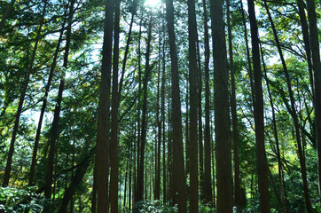 Obraz premium 高尾山の杉並木見上げて木漏れ日がさす