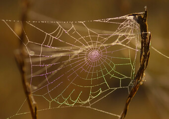 colorful spider web with dew 