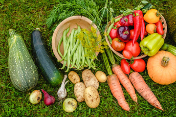 Harvest vegetables on the ground. Potatoes, carrots, beets, peppers, tomatoes, cucumbers, beans, pumpkin, onions and garlic. Autumn harvest farmers