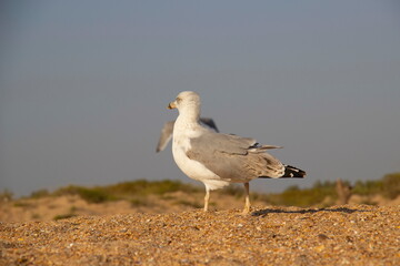 A lonely seagull wanders the sand