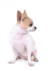  Chihuahua isolated on white  background.