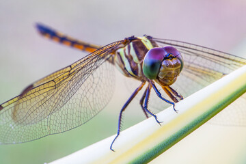 The dragonfly on the twigs.