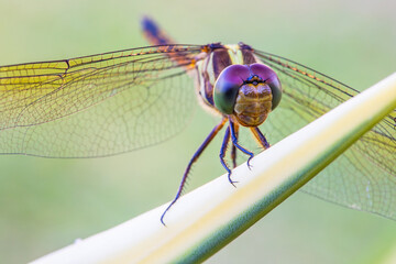 The dragonfly on the twigs.