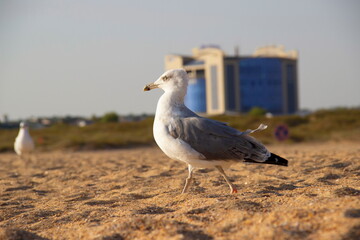 A lonely seagull wanders the sand